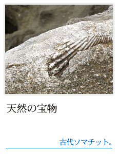 風化貝カルシウムは天然の宝物